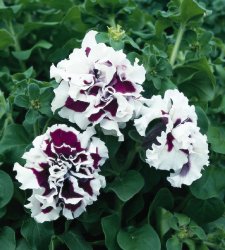 Petunia grandiflora Double Pirouette Purple