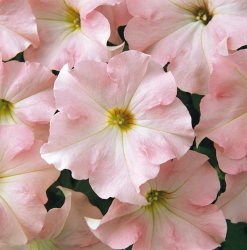 Petunia hybrida Dreams Appleblossom
