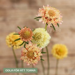 Praktvädd Scabiosa Atropurpurea Fata Morgana