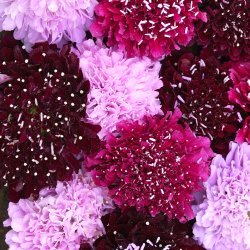 Praktvädd Scabiosa atropurpurea Summer Fruits