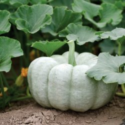 Pumpa Cucurbita Blue Doll
