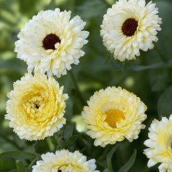 Ringblomma Calendula officinalis Ivory Princess
