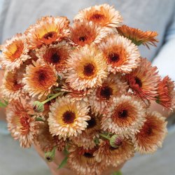 Ringblomma Calendula officinalis Orange Flash