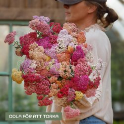 Röllika Achillea Millefolium Summer Pastels Mix