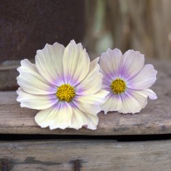 Rosenskära Apricot Lemonade