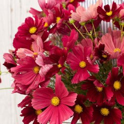 Rosenskära Cosmos bipinnatus Rubenza