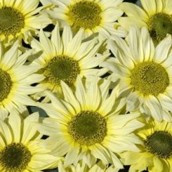 Solros Helianthus debilis Italian Green Heart