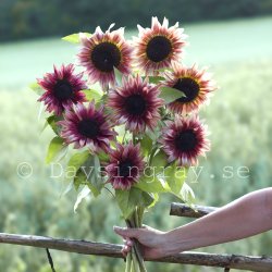 Solros Helianthus annuus Pro Cut Plum