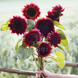 Solros Helianthus annuus pro cut red