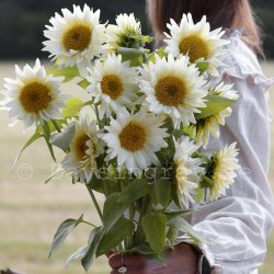 Solros Helianthus annuus ProCut White Lite