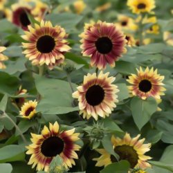Solros Helianthus annuus Summer Lovin