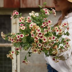 Sommarflox Phlox drummondii Cherry Caramel