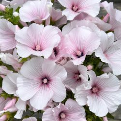 Sommarmalva Lavatera trimestris Pink Regis