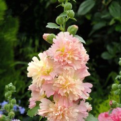 Fingerborgsblomma Digitalis purpurea Dottie Peach