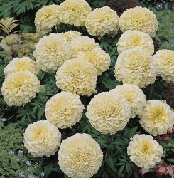 Tagetes erecta Vanilla Killimanjaro