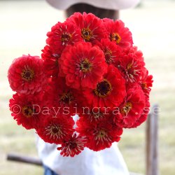 Zinnia elegans Benary's Giant Coral