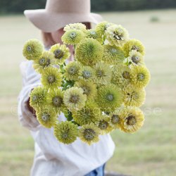 Zinnia elegans Benary`s Giant Lime