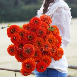 Zinnia elegans Benary´s Giant Orange