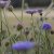 Blåparasoll - Trachymene coerulea Lacy lavender blue